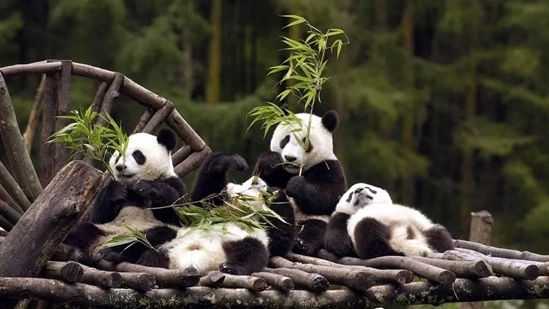 The Past Forty Years of Panda Conservation