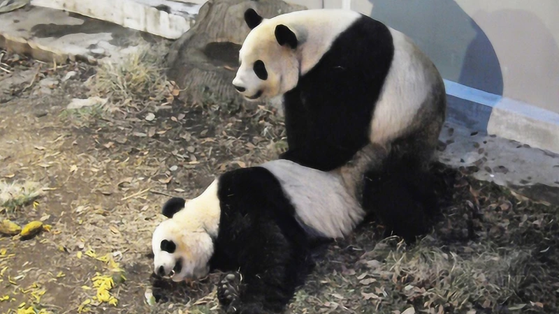 The-Panda-Paradox-Saving-a-Species-Beyond-Adorable-Appeal-1