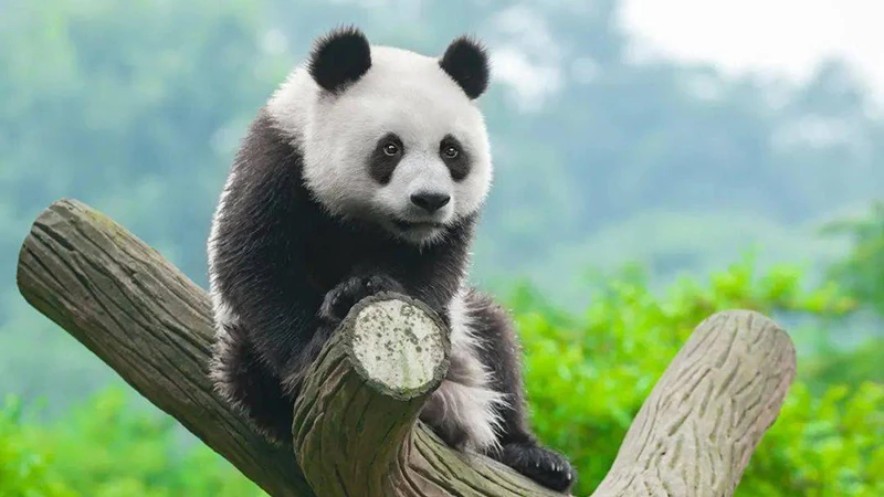 The-Panda-Paradox-Saving-a-Species-Beyond-Adorable-Appeal-1