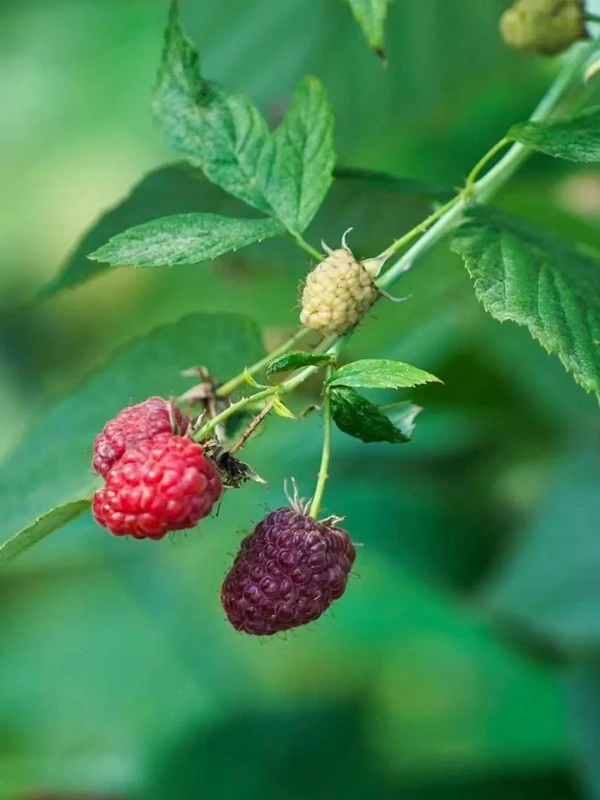 Treasures of the Backyard: Northeast Berries