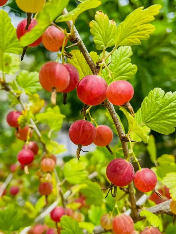 Treasures of the Backyard: Northeast Berries