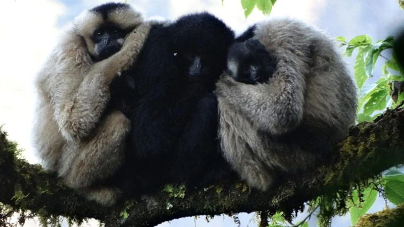 A Journey into the Lives of the Black-Crowned Gibbons