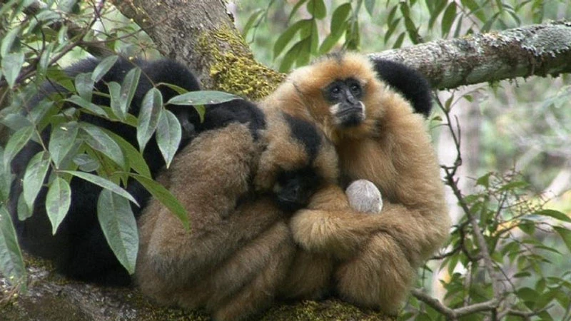 A Journey into the Lives of the Black-Crowned Gibbons