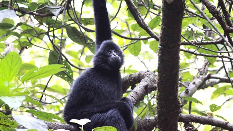 A Journey into the Lives of the Black-Crowned Gibbons