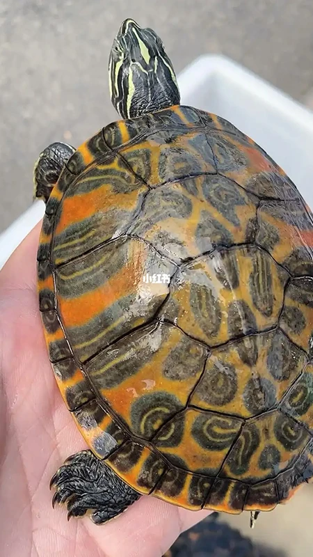 The Gentle Guardians: A Guide to Pet Turtles