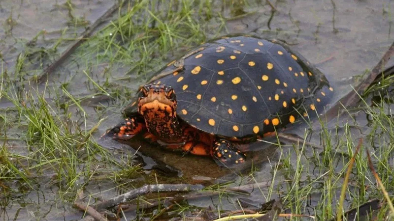 The Gentle Guardians: A Guide to Pet Turtles