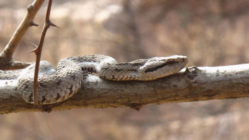 A Unique Ecosystem of Snake Island