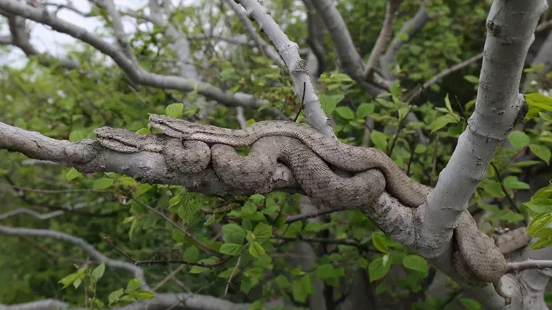 A Unique Ecosystem of Snake Island