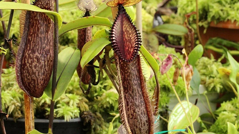 Pitcher Plants: Nature’s Ingenious Hunters