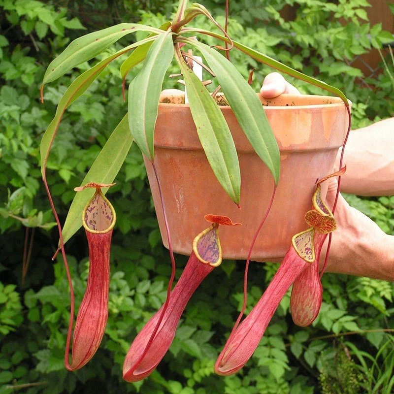 Pitcher Plants: Nature’s Ingenious Hunters