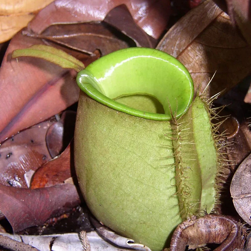 Pitcher Plants: Nature’s Ingenious Hunters