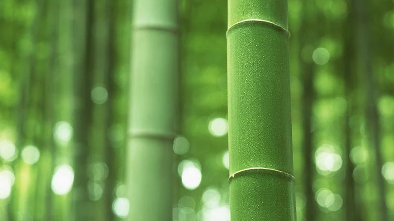 Bamboo: A Life in Tune with the Flute