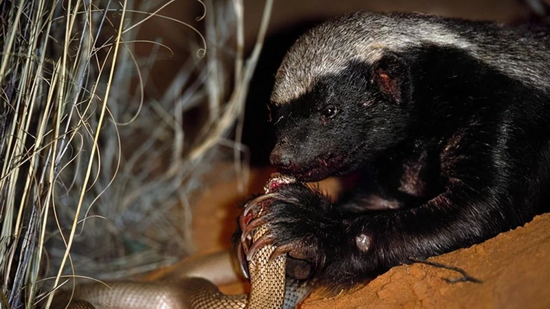 The Fearless Honey Badger: Nature’s Daredevil