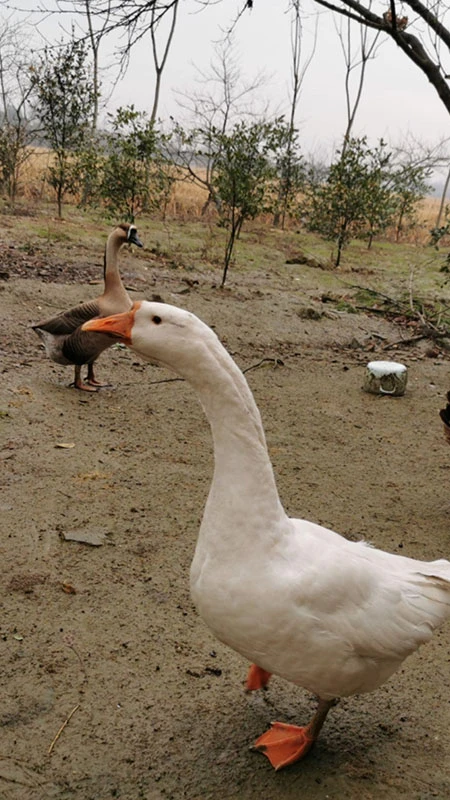 The Goose vs. Snake Showdown