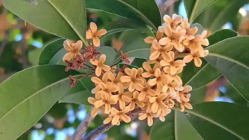 Osmanthus Flower: A Delayed Scent of Autumn