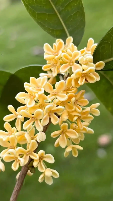 Osmanthus Flower: A Delayed Scent of Autumn