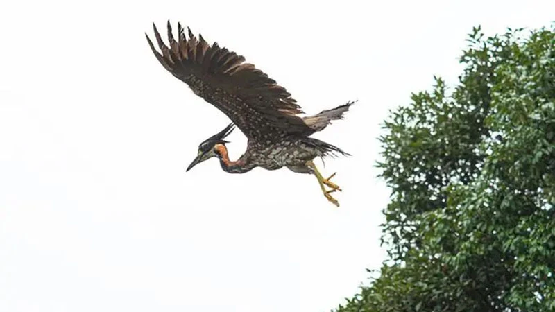 The Mysterious Birds of Ailao Mountain