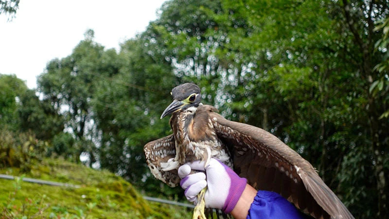 The Mysterious Birds of Ailao Mountain