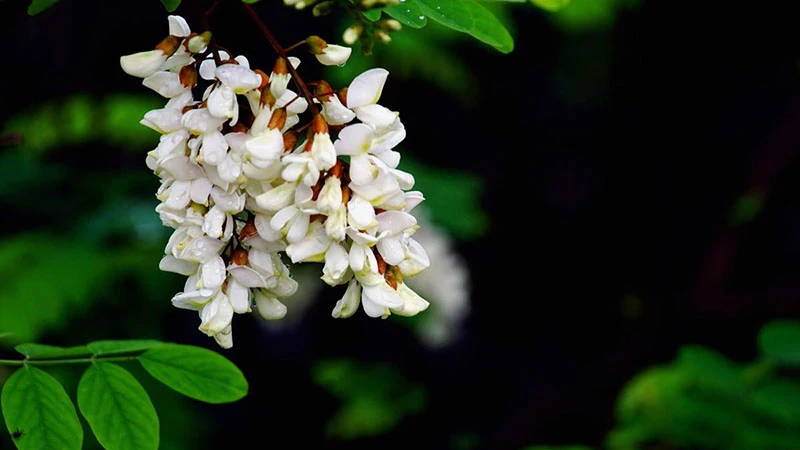 The Resilience of Locust Trees