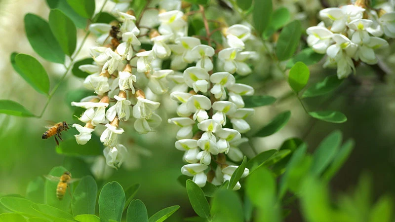 The Resilience of Locust Trees