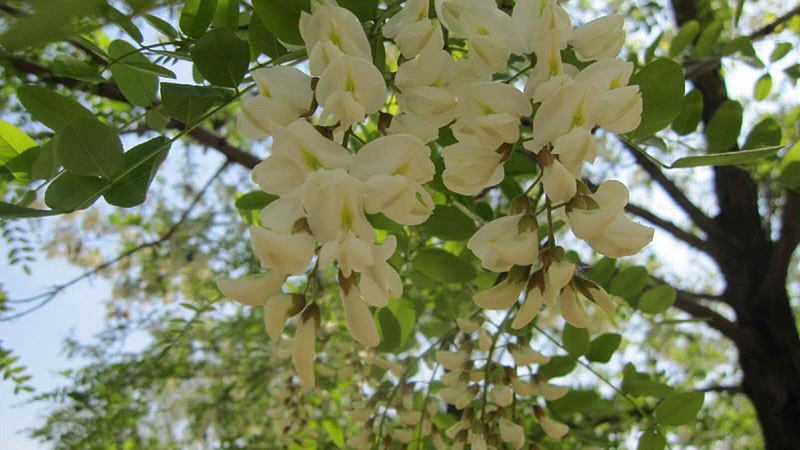 The Resilience of Locust Trees