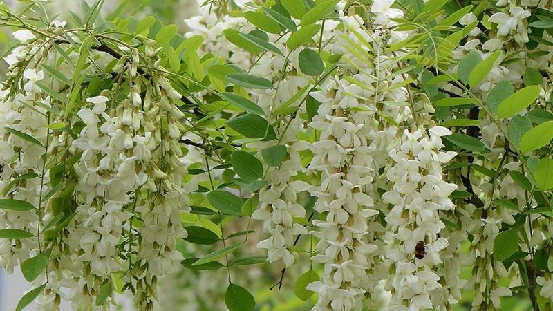 The Resilience of Locust Trees