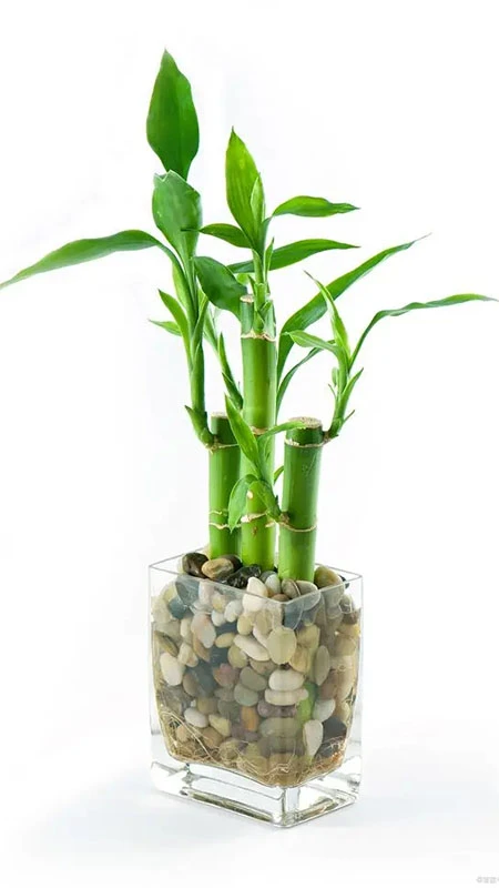 The Resilient Beauty: Caring for Lucky Bamboo