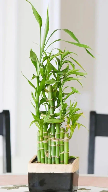 The Resilient Beauty: Caring for Lucky Bamboo