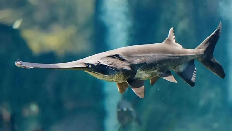 The Extinction of the Yangtze White Sturgeon