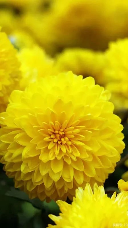 The Untapped Power of Chrysanthemum