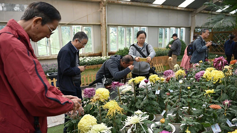 The 2024 Shanghai Chrysanthemum Exhibition