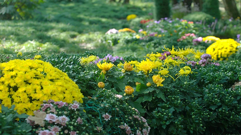 The 2024 Shanghai Chrysanthemum Exhibition