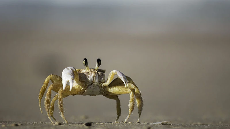 The Taklamakan Desert, known for its unforgiving landscape, is the last place most would expect to find a thriving aquaculture industry. Yet, against all odds, the desert sands of Hotan County in Xinjiang, China, are now home to a booming crab farming operation. With technical expertise and innovative agricultural practices, local farmers and researchers have managed to transform salt-laden sands into a source of prosperity and opportunity. The initiative, driven by the unique salt-rich soil and fresh river water, has introduced large-scale crab farming to a region where the environment otherwise resists typical agricultural efforts. This success story represents a blend of science, local determination, and nature’s unlikely gifts that together create a remarkable example of sustainable farming in a challenging ecosystem. The Unique Qualities of the Taklamakan Soil The land along the edges of the Taklamakan Desert is characterized by a high salt content that normally impedes vegetation growth. Yet, this seemingly inhospitable feature has become an advantage for aquaculture. Technicians discovered that these salt levels are not only tolerable but beneficial for crab farming. The saline environment enhances the texture of the crab meat, giving it a firmer, more flavorful quality that appeals to consumers. With this knowledge, local farmers began experimenting with aquaculture methods in desert-adapted water channels and shallow ponds. The primary water source for these operations is the Yulong Kashi River (玉龙喀什河), which supplies fresh water during the rainy season. By channeling this water into salt-rich ponds, farmers can create a habitat that closely mimics the coastal environments where crabs typically thrive. This innovative combination has proved effective. Earlier this year, approximately 30,000 tons of crab seedlings were transported from Jiangsu, a coastal province known for its aquaculture, to Hotan County. After a season of cultivation under the desert sun and the careful supervision of aquaculture experts, these crabs have reached maturity and are now ready for market. From Local Experiment to Regional Industry Crab farming in Hotan is not merely a local curiosity; it represents a broader transformation across Xinjiang. With over 1.1 million acres of inland water area, the region has significant potential for developing aquaculture. Of this, nearly 514,000 acres have been deemed suitable for fishing and farming, placing Xinjiang among the top regions in China for inland water resources. This abundance has inspired the construction of several aquaculture bases, each experimenting with species ranging from crabs to salmon, tilapia, and shrimp. Farmers in Hotan County have been at the forefront of this movement, thanks to guidance from experienced aquaculture professionals. By following techniques that leverage the natural soil composition and water cycles of the area, local farmers have begun to view aquaculture as a stable source of income. This year alone, the region is projected to harvest approximately 14 tons of crab, marking a milestone for Xinjiang’s rapidly growing aquaculture industry. The success of these farming ventures is reflected in the increasing number of commercial buyers. Freshwater crabs from Xinjiang have quickly gained popularity, with demand surging both online and in physical markets. According to a spokesperson from Shengyuan Seafood Company, an aquaculture business in Xinjiang, crabs and other fresh seafood varieties are selling at record rates. Many of these species are in high demand year-round, with peaks during traditional Chinese festivals like Mid-Autumn Festival, when fresh seafood is a popular purchase. This surge in sales reflects the broader economic benefits that aquaculture can offer. For many rural residents, crab farming provides not just income but also a sense of community and innovation as farmers experiment with new methods and collaborate with experts from other parts of China.