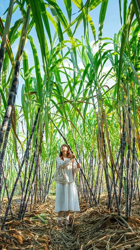 A Day at Wuhan Flower Expo