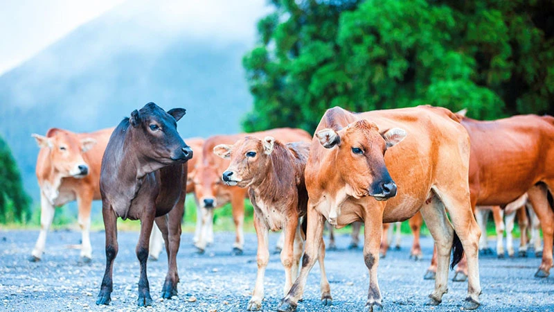 Isolated Giants: The Mystery of East Island's Wild Cattle