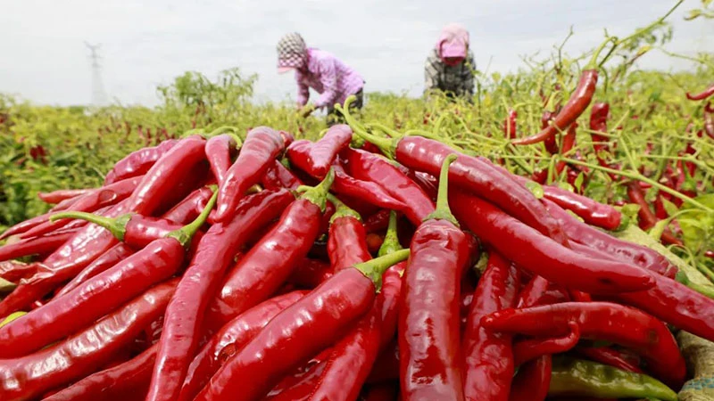 Spice of Autumn: Memories of the Pepper Harvest