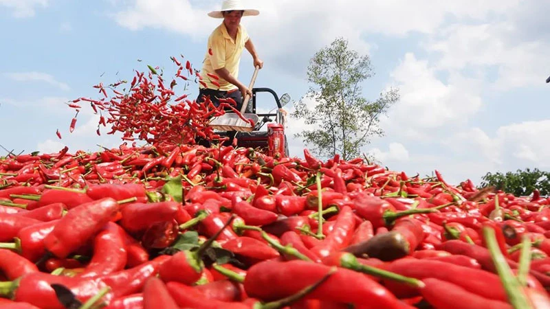 Spice of Autumn: Memories of the Pepper Harvest