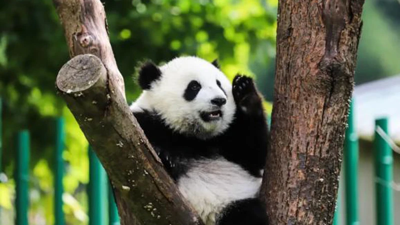 6 Must-Visit Instagrammable Spots in Chengdu