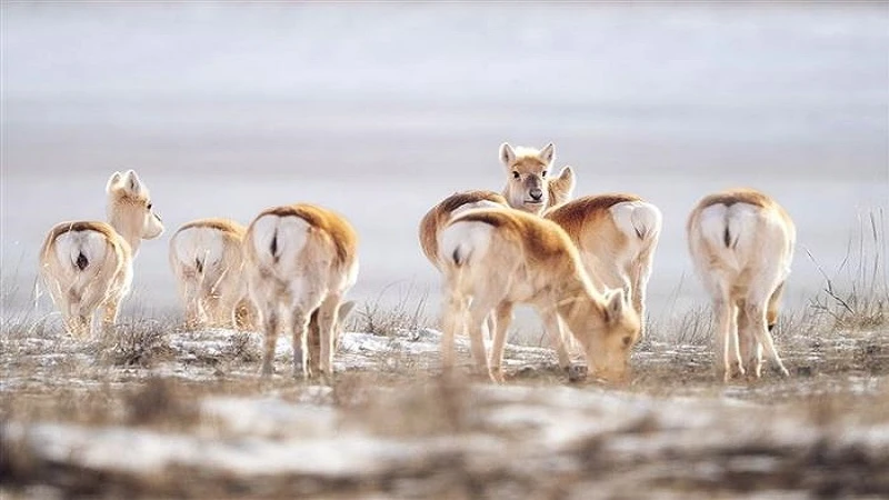 The Resurgence of Mongolian Gazelles