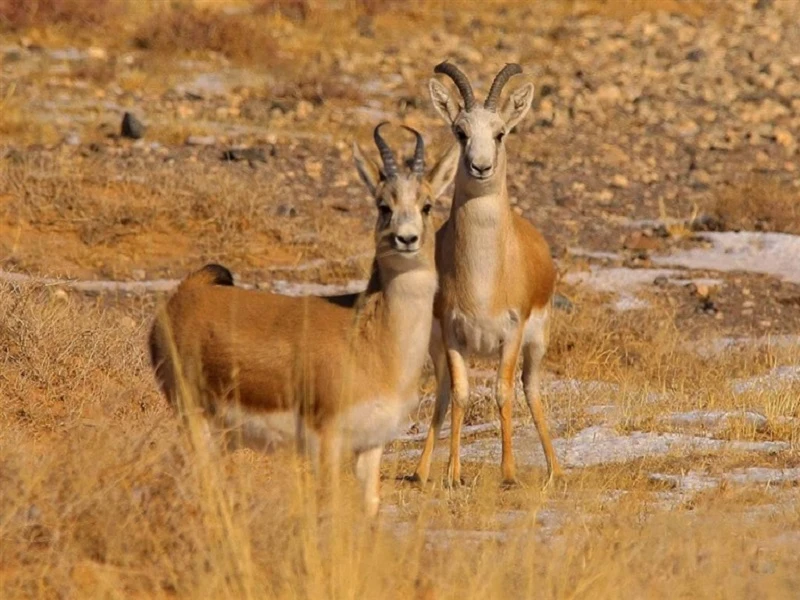 The Resurgence of Mongolian Gazelles