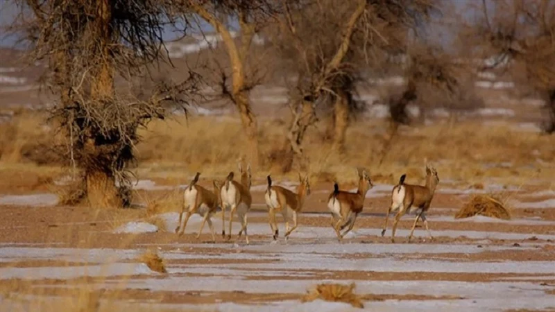 The Resurgence of Mongolian Gazelles