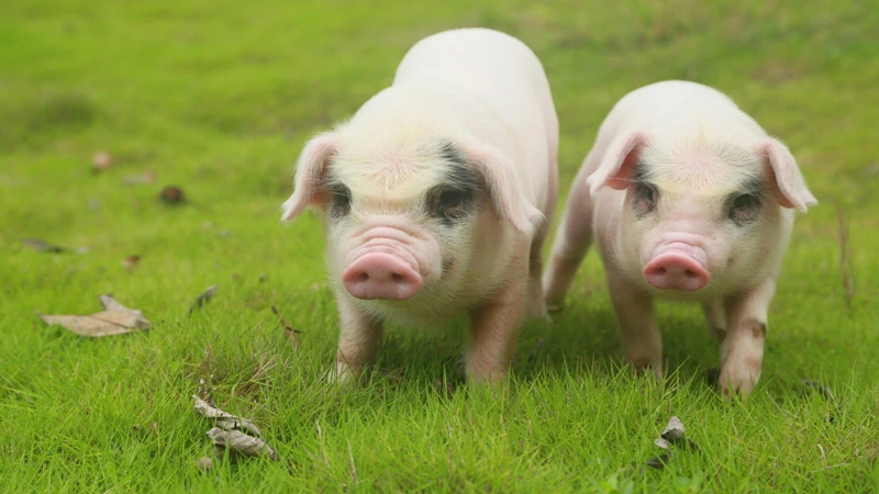 How Pigs Became the Skincare Stars of Ancient China