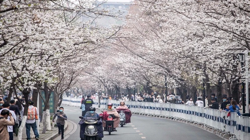 Nanjing Blooms: A Spring Awakening and Cherry Blossoms