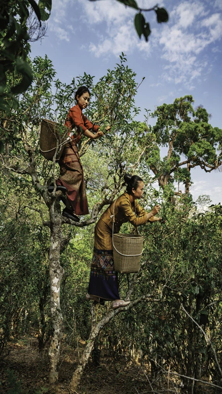 The Sacred Pu'er Tea Practice in Jingmai Yunnan