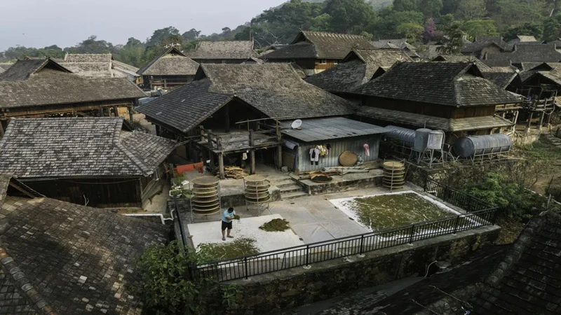 The Sacred Pu'er Tea Practice in Jingmai Yunnan