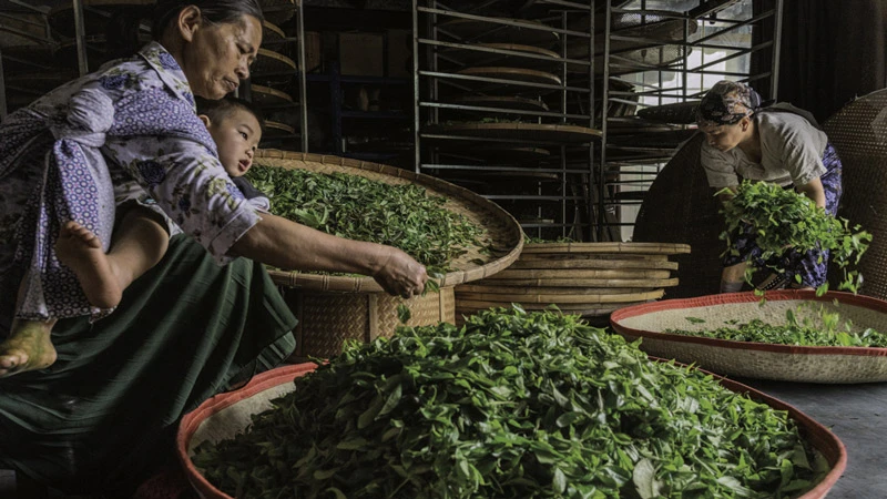 The Sacred Pu'er Tea Practice in Jingmai Yunnan