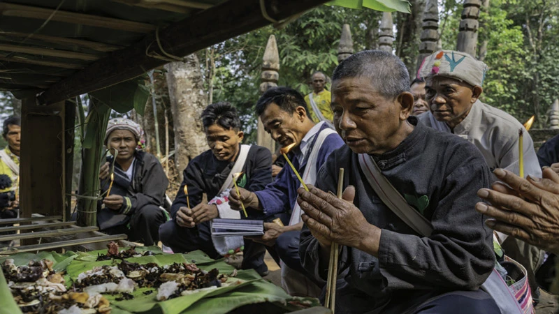 The Sacred Pu'er Tea Practice in Jingmai Yunnan