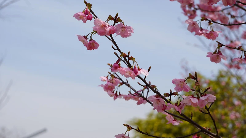 Wuhan Cherry Blossom Season Sakura Hotspots 1