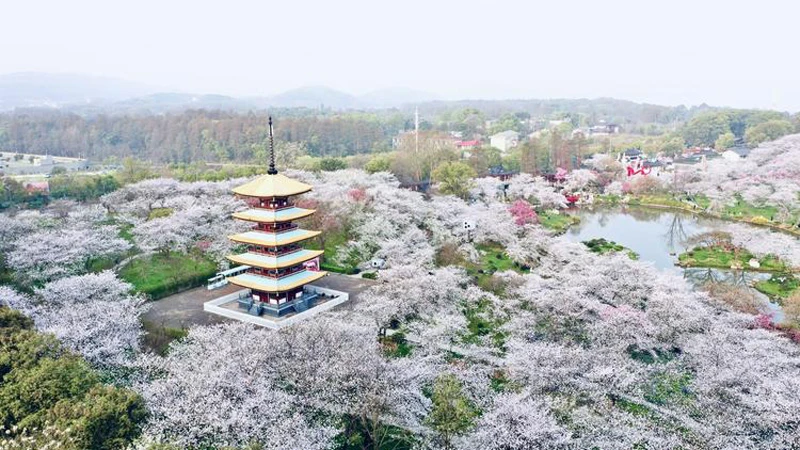 Wuhan Cherry Blossom Season Sakura Hotspots 1