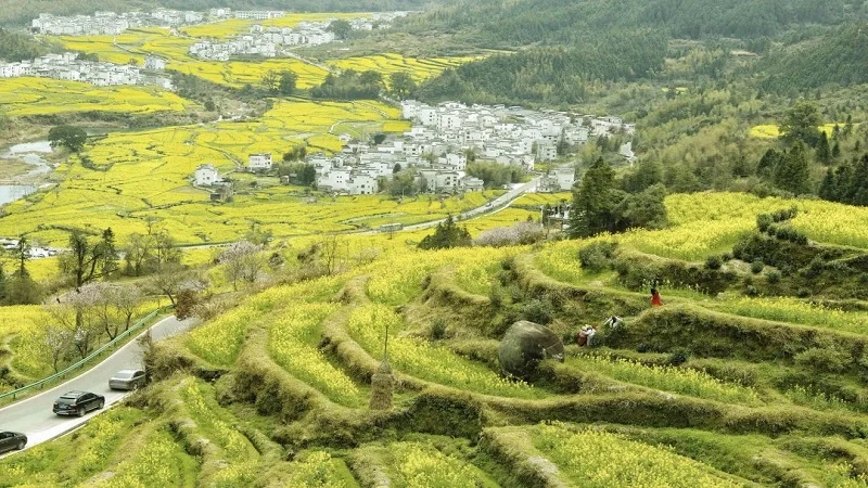 Wuyuan in Spring: A Symphony of Blossoms and Ancient Villages